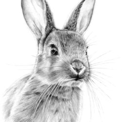 Bunny Rabbit Drawing