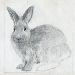 Bunny Rabbit Drawing Fine Art