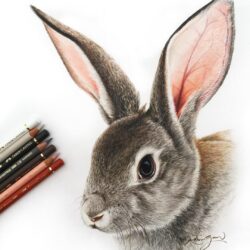 Bunny Rabbit Drawing Hand Drawn Sketch