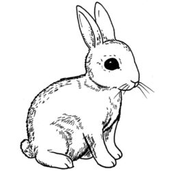 Bunny Rabbit Drawing Intricate Artwork