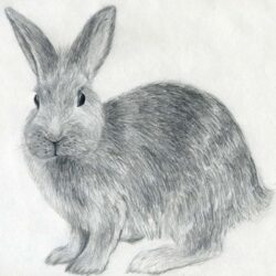 Bunny Rabbit Drawing Modern Sketch