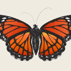 Butterfly Cartoon Drawing Art