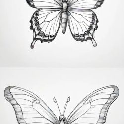 Butterfly Cartoon Drawing Sketch Picture