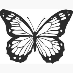 Butterfly Outline Drawing Artistic Sketching