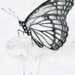 Butterfly Outline Drawing Hand Drawn