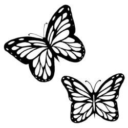 Butterfly Outline Drawing Hand Drawn Sketch