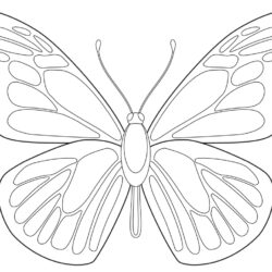 Butterfly Outline Drawing Image