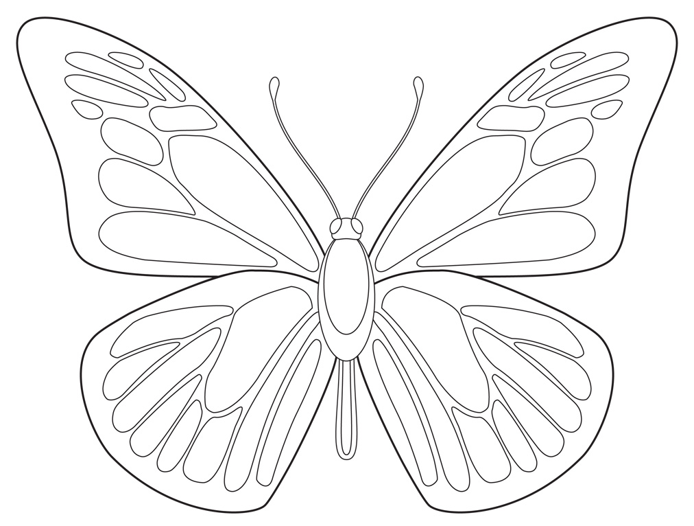 Butterfly Outline Drawing Image