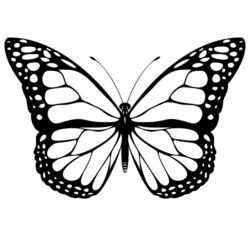 Butterfly Outline Drawing Intricate Artwork