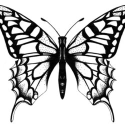 Butterfly Outline Drawing Photo