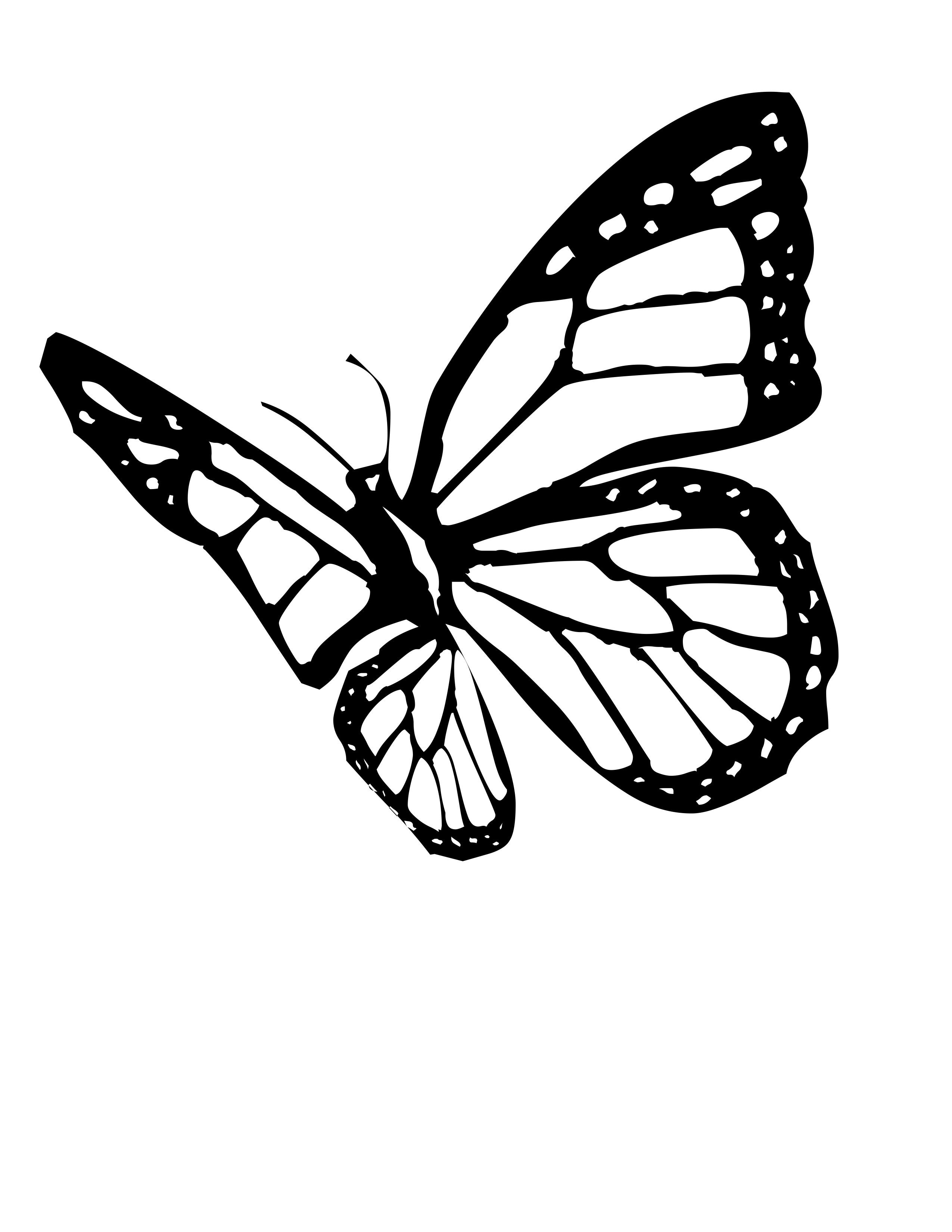Butterfly Outline Drawing Picture