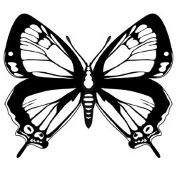 Butterfly Outline Drawing Realistic Sketch