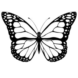 Butterfly Outline Drawing Sketch