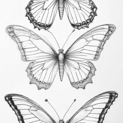 Butterfly Outline Drawing Sketch Photo