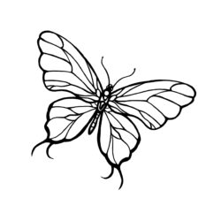 Butterfly Outline Drawing Stunning Sketch