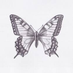 Butterfly Wings Drawing Art