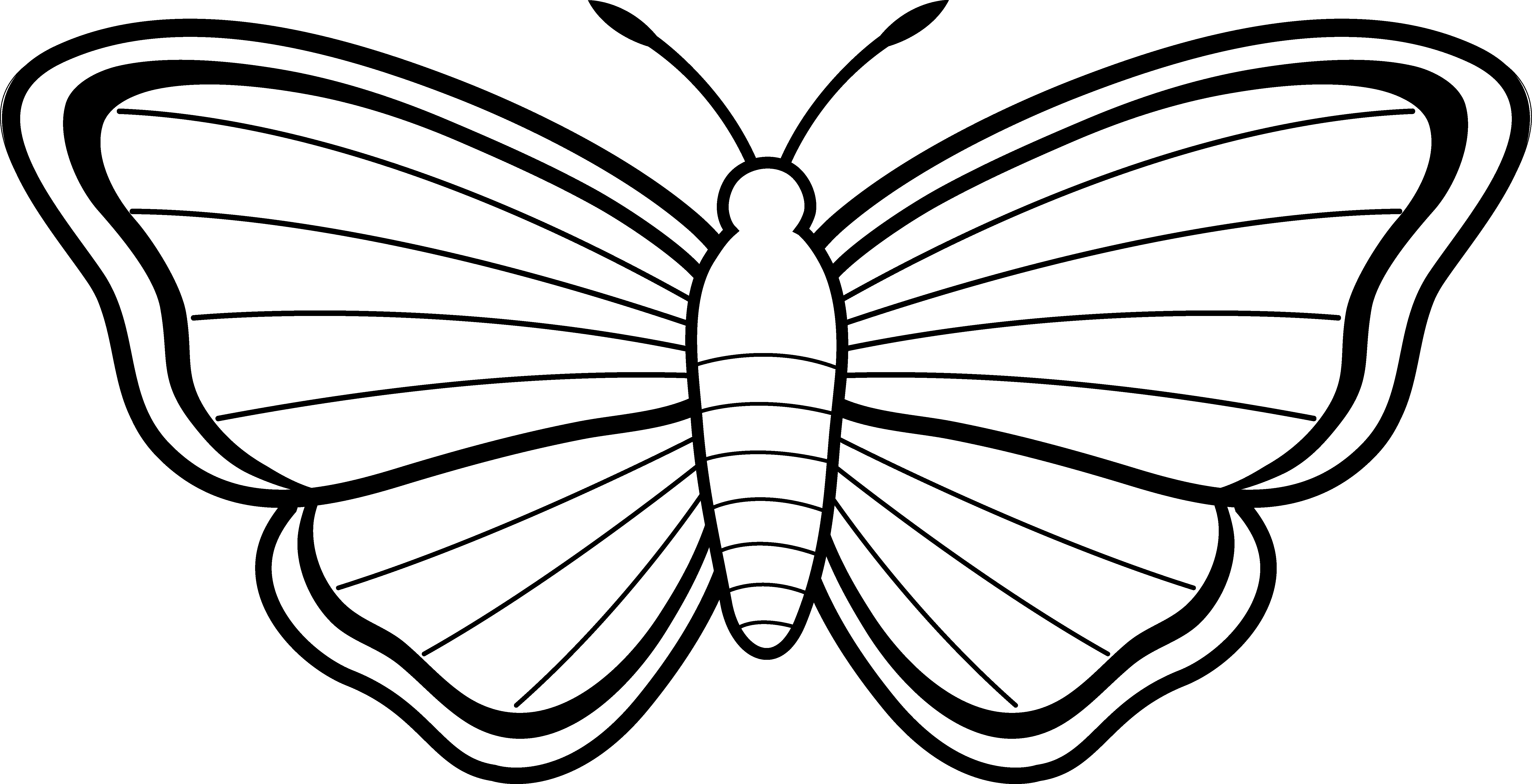 Butterfly Wings Drawing Image
