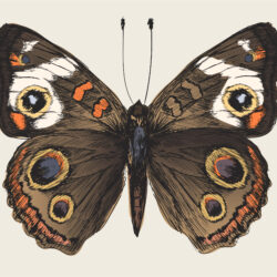 Butterfly Wings Drawing Modern Sketch