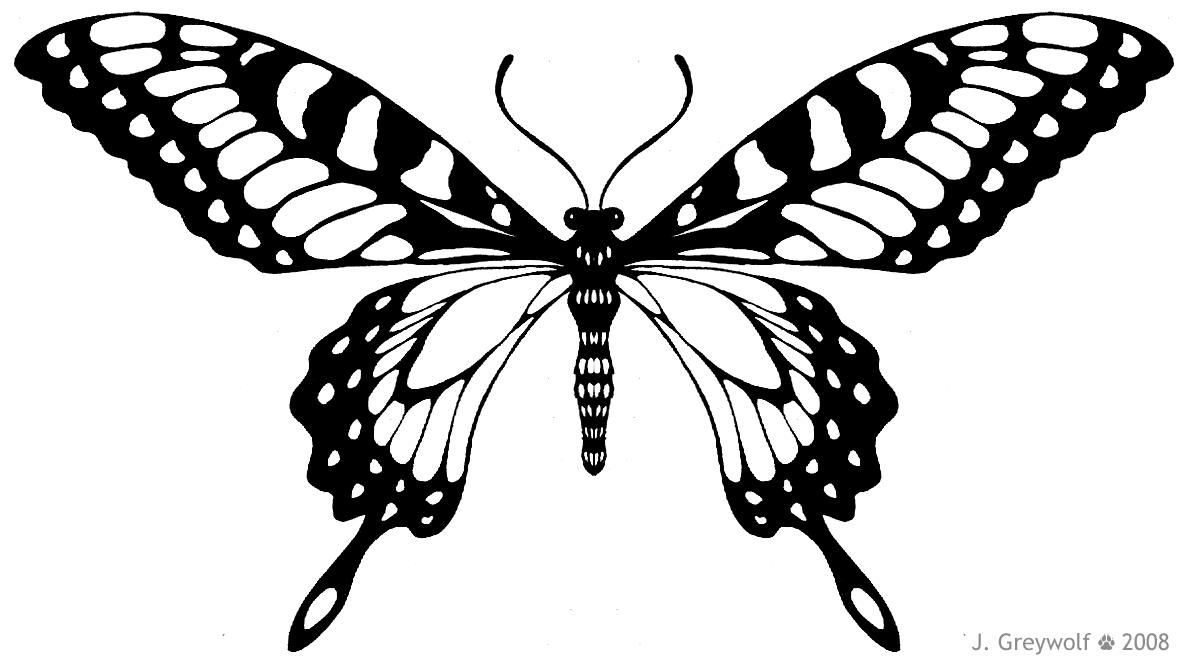 Butterfly Wings Drawing Photo