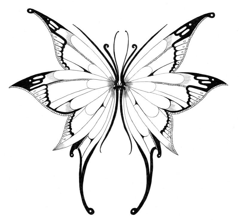 Butterfly Wings Drawing Picture