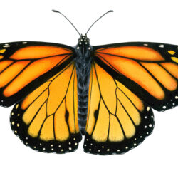 Butterfly Wings Drawing Professional Artwork
