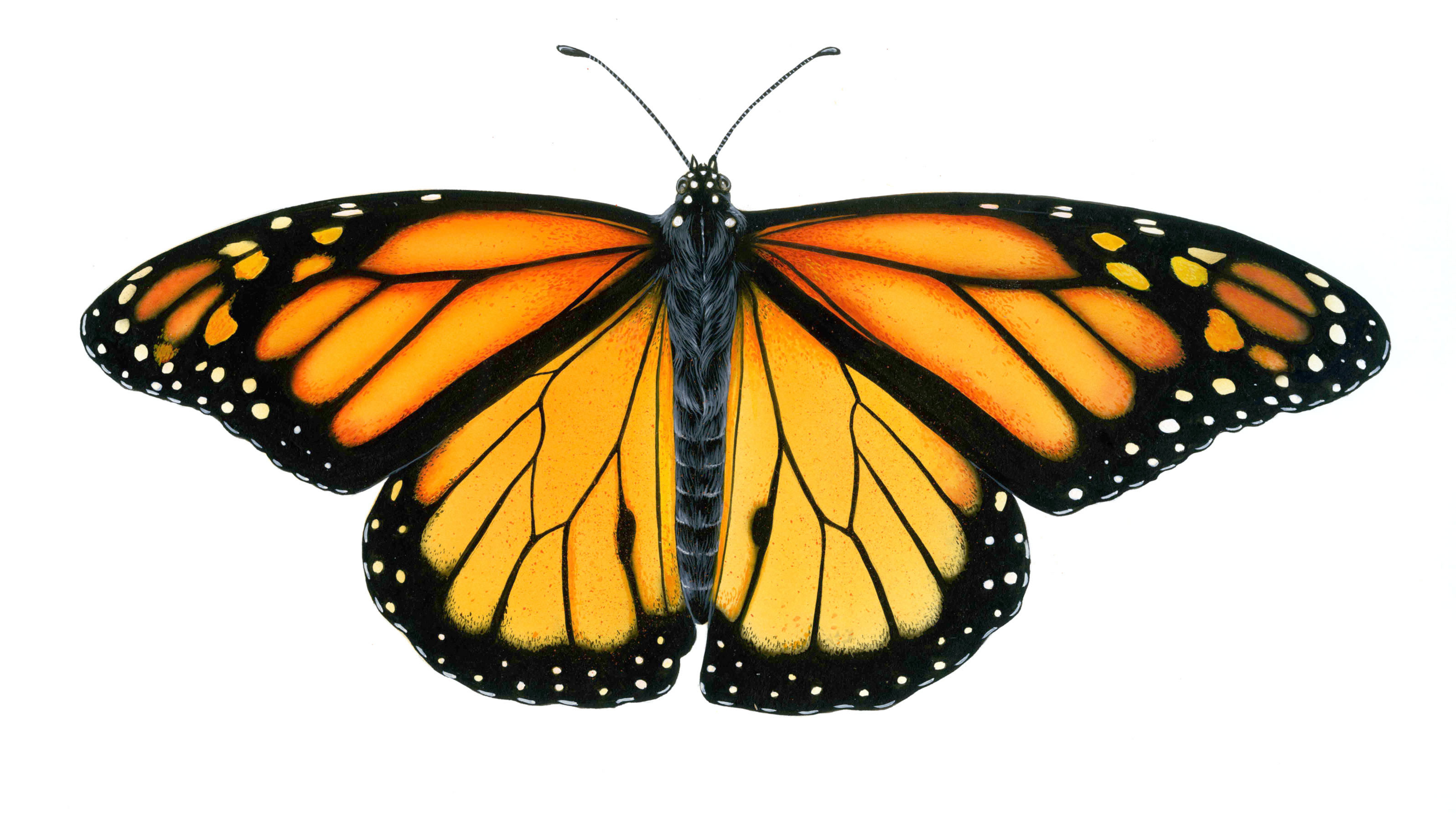 Butterfly Wings Drawing Professional Artwork