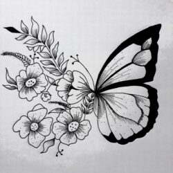 Butterfly Wings Drawing Realistic Sketch