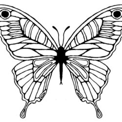 Butterfly Wings Drawing Sketch