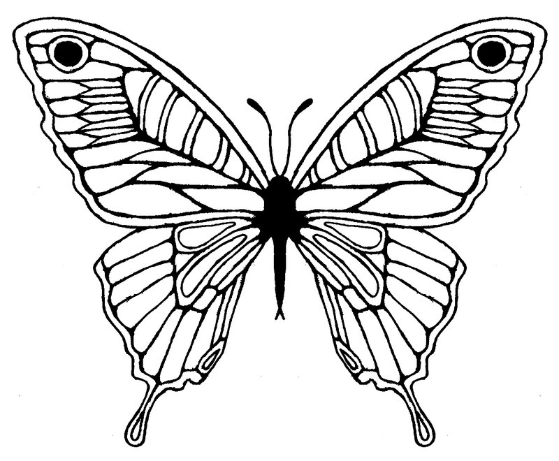 Butterfly Wings Drawing Sketch