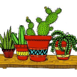 Cactus Drawing Artistic Sketching