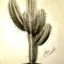 Cactus Drawing Fine Art