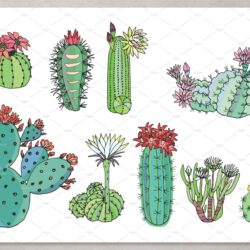 Cactus Drawing Hand Drawn Sketch