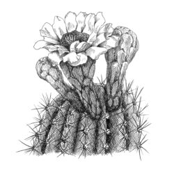 Cactus Drawing Picture