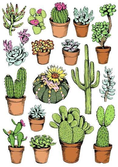 Cactus Drawing Realistic Sketch