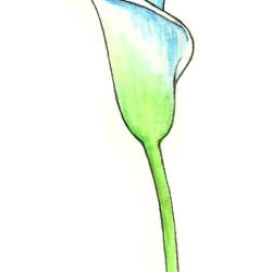 Calla Lily Drawing