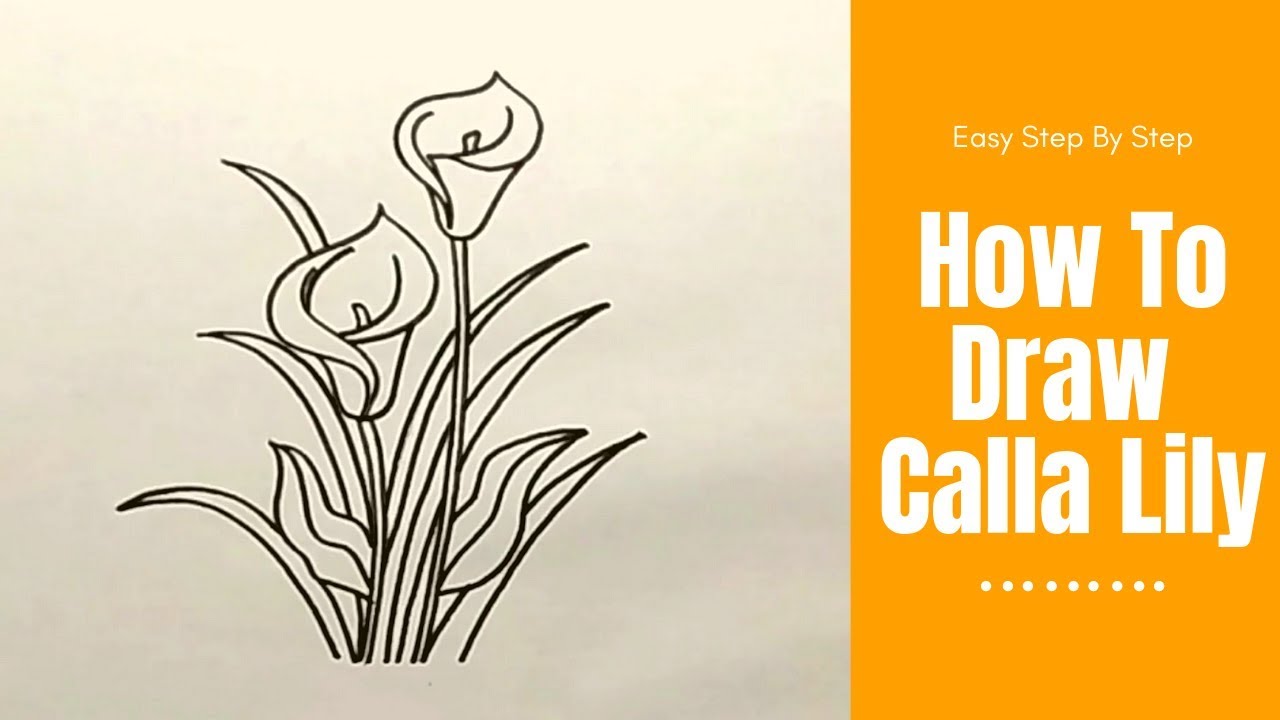 Calla Lily Drawing Amazing Sketch