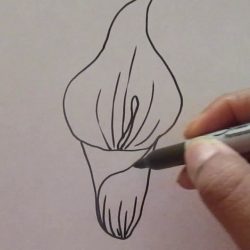 Calla Lily Drawing Art