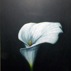 Calla Lily Drawing Creative Style