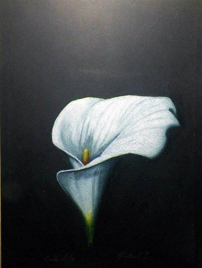 Calla Lily Drawing Creative Style