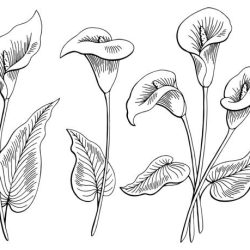 Calla Lily Drawing Fine Art