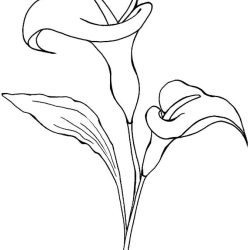 Calla Lily Drawing Hand drawn