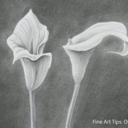 Calla Lily Drawing Hand drawn Sketch