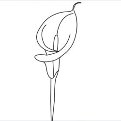 Calla Lily Drawing Image