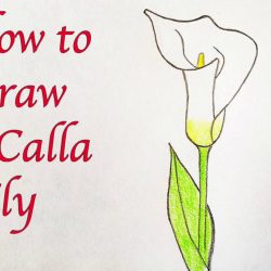 Calla Lily Drawing Intricate Artwork