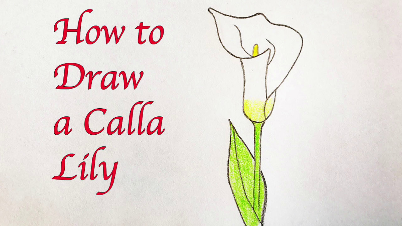 Calla Lily Drawing Intricate Artwork