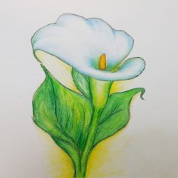 Calla Lily Drawing Modern Sketch