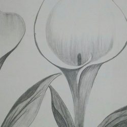 Calla Lily Drawing Realistic Sketch