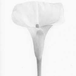 Calla Lily Drawing Sketch