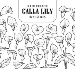 Calla Lily Drawing Stunning Sketch