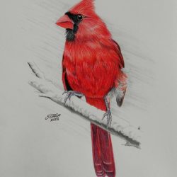 Cardinal Drawing Amazing Sketch